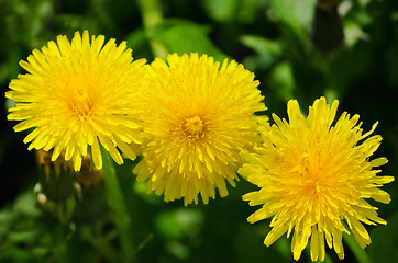 Image showing dandelion