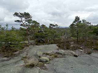 Image showing forest in norway