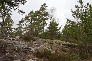 Image showing rural forest in norway