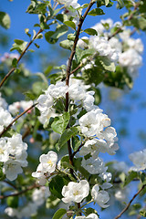 Image showing Flowers Blooming Apple Tree