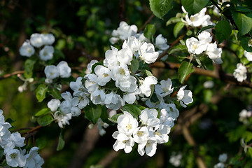Image showing Flowers Blooming Apple Tree