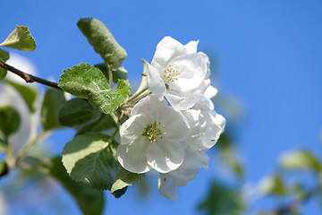 Image showing Flowers Blooming Apple Tree