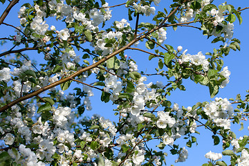 Image showing Flowers Blooming Apple Tree