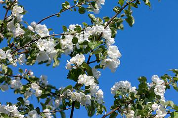 Image showing Flowers Blooming Apple Tree