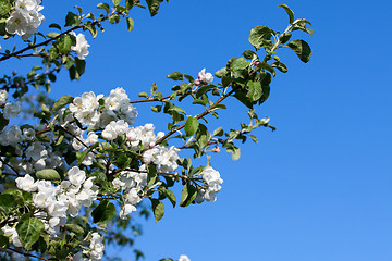 Image showing Flowers Blooming Apple Tree