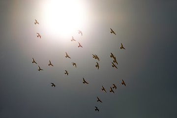 Image showing Birds