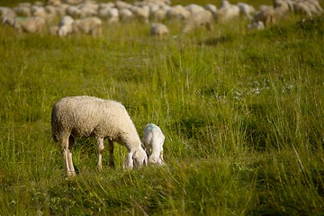 Image showing Sheep