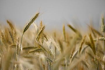 Image showing Wheat