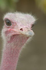 Image showing Ostrich
