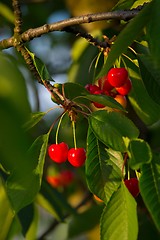 Image showing Cherry