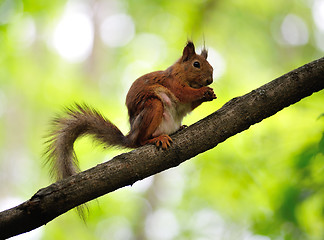 Image showing Squirrel on a branch