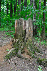 Image showing An old stump
