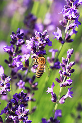 Image showing Bee on a Lavender flower