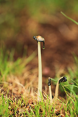 Image showing small mushroom