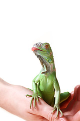 Image showing Green iguana