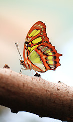 Image showing Red lacewing butterfly (lat. Cethosia biblis)