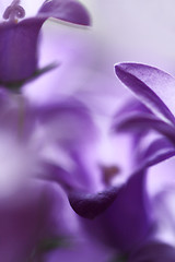 Image showing Campanula Bellflowers