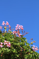 Image showing geranium flowers