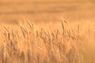 Image showing Fields of wheat