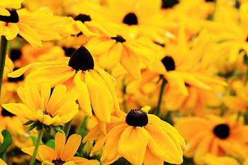 Image showing black eyed susan flowers