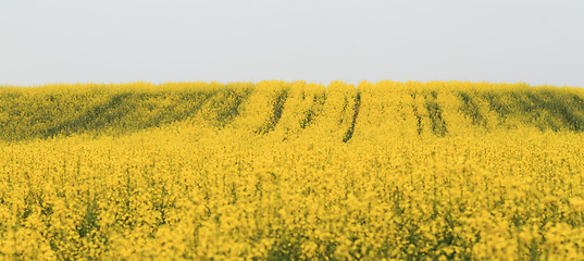 Image showing Rape field