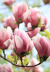 Image showing Magnolia tree