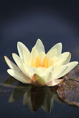 Image showing yellow water lily