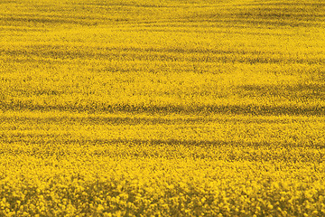 Image showing rape field