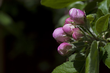 Image showing apple blossom