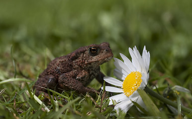 Image showing toad and flower