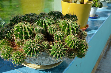 Image showing Cacti growing in greenhouse Industrial cactus grow 
