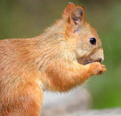 Image showing squirrel