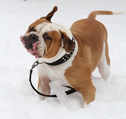 Image showing Dog shaking its head