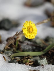 Image showing Coltsfoot