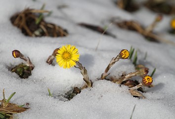 Image showing Flowers and snow