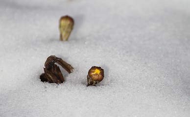 Image showing Coltsfoot in the snow