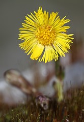 Image showing Coltsfoot