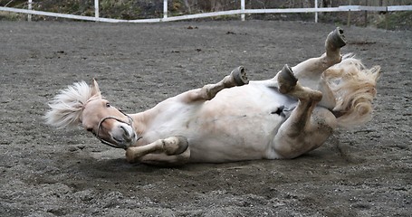 Image showing Horse rolling on the ground