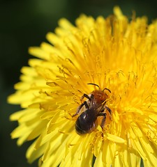 Image showing Bee in a dandelion