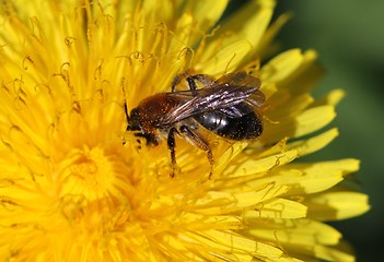 Image showing Bee in a dandelion
