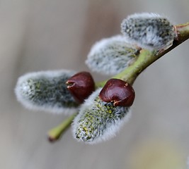 Image showing Willow catkins