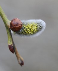 Image showing Willow catkin