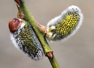 Image showing Willow catkins