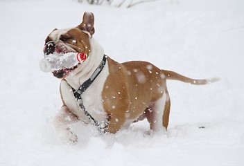 Image showing Dog playing outside in the snow