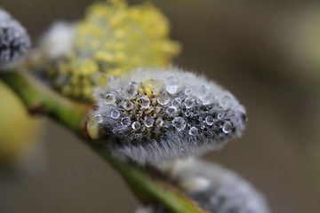 Image showing Wet catkin