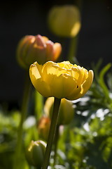 Image showing yellow tulip