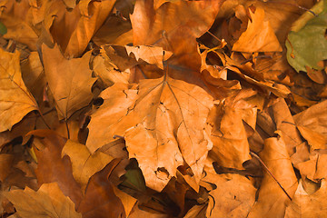 Image showing leaves during fall season