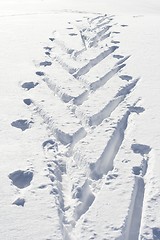 Image showing Ski tracks in powder snow