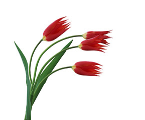 Image showing Four tulips isolated