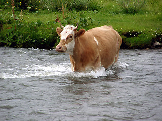 Image showing River cow